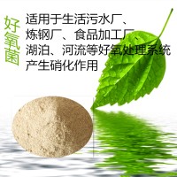 好氧菌 好氧池专用适用于各种污水处理